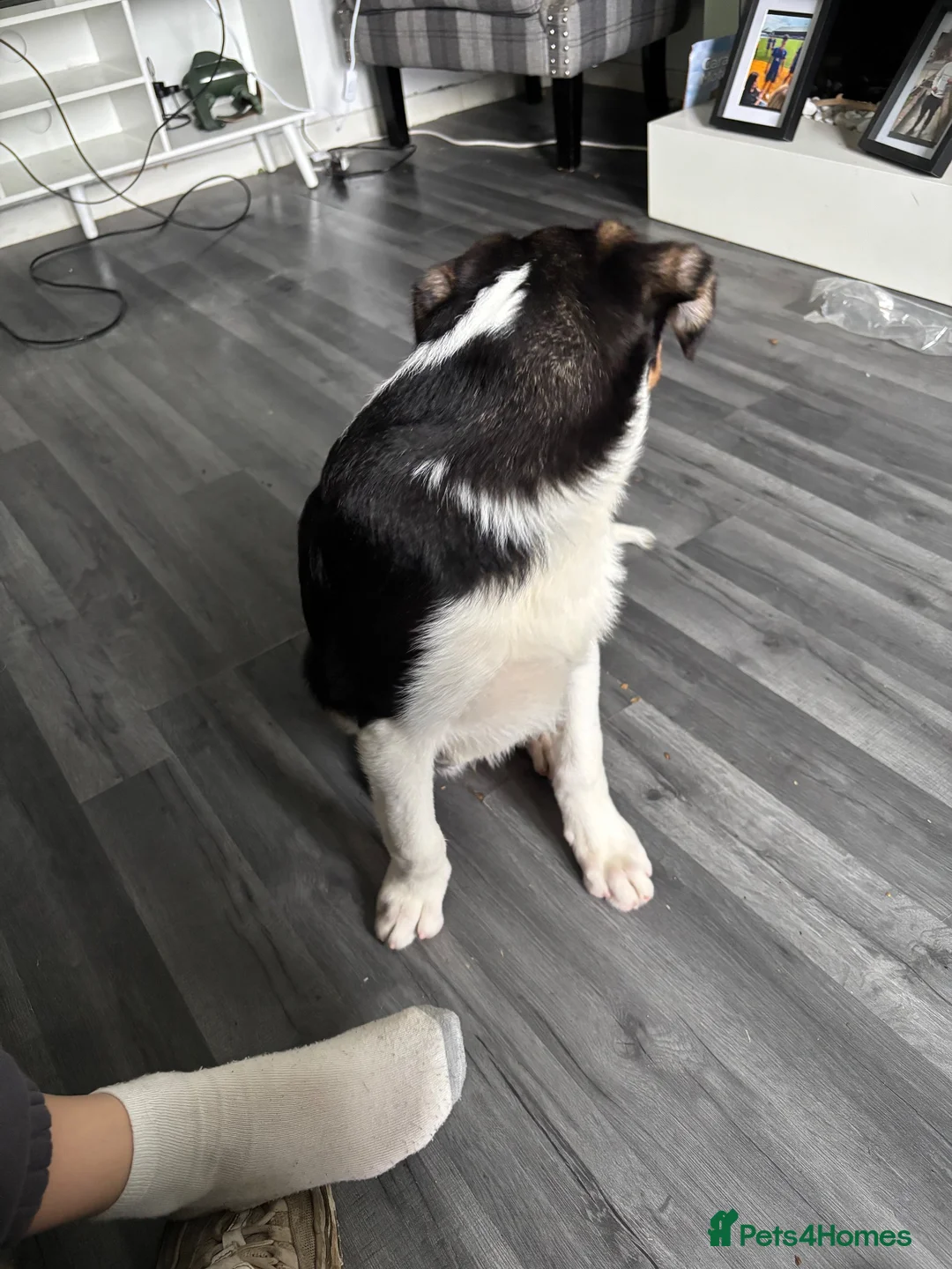 Australian Shepherd dogs for sale: Australian collie male  - Advert 2