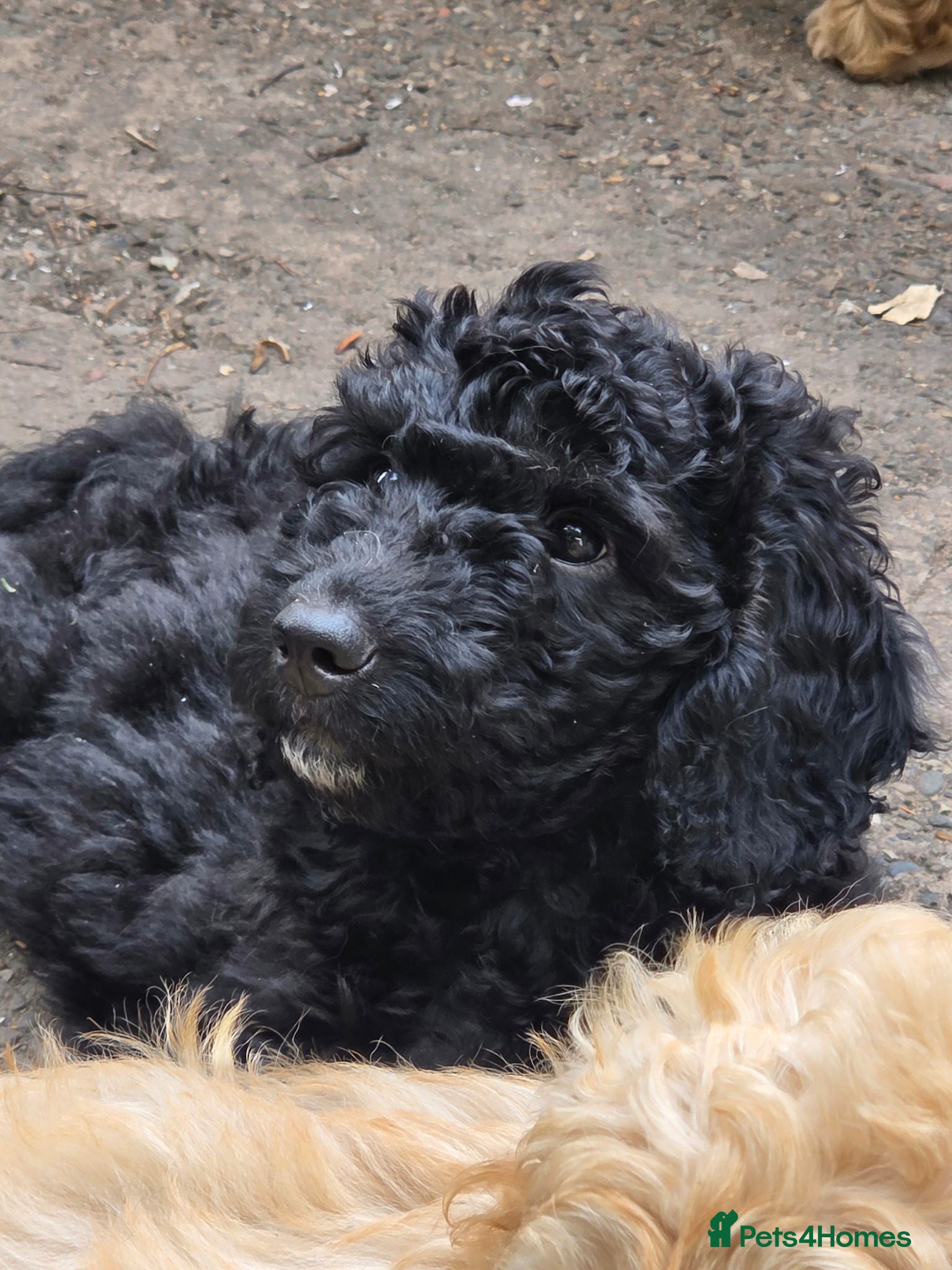 Cockapoo dogs Health Tested F1b Cockapoo Puppies - Advert 2