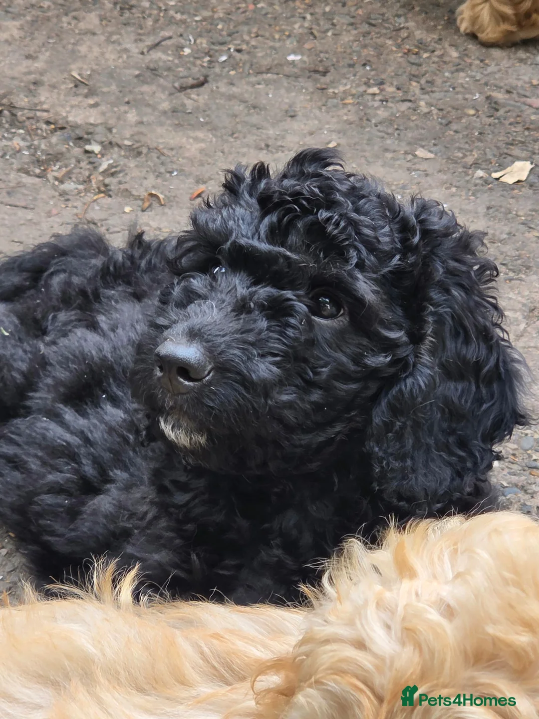 Cockapoo dogs for sale: Health Tested F1b Cockapoo Puppies - Advert 2
