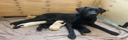 Labrador Retriever dogs for sale: Labrador Puppies  - Advert 1