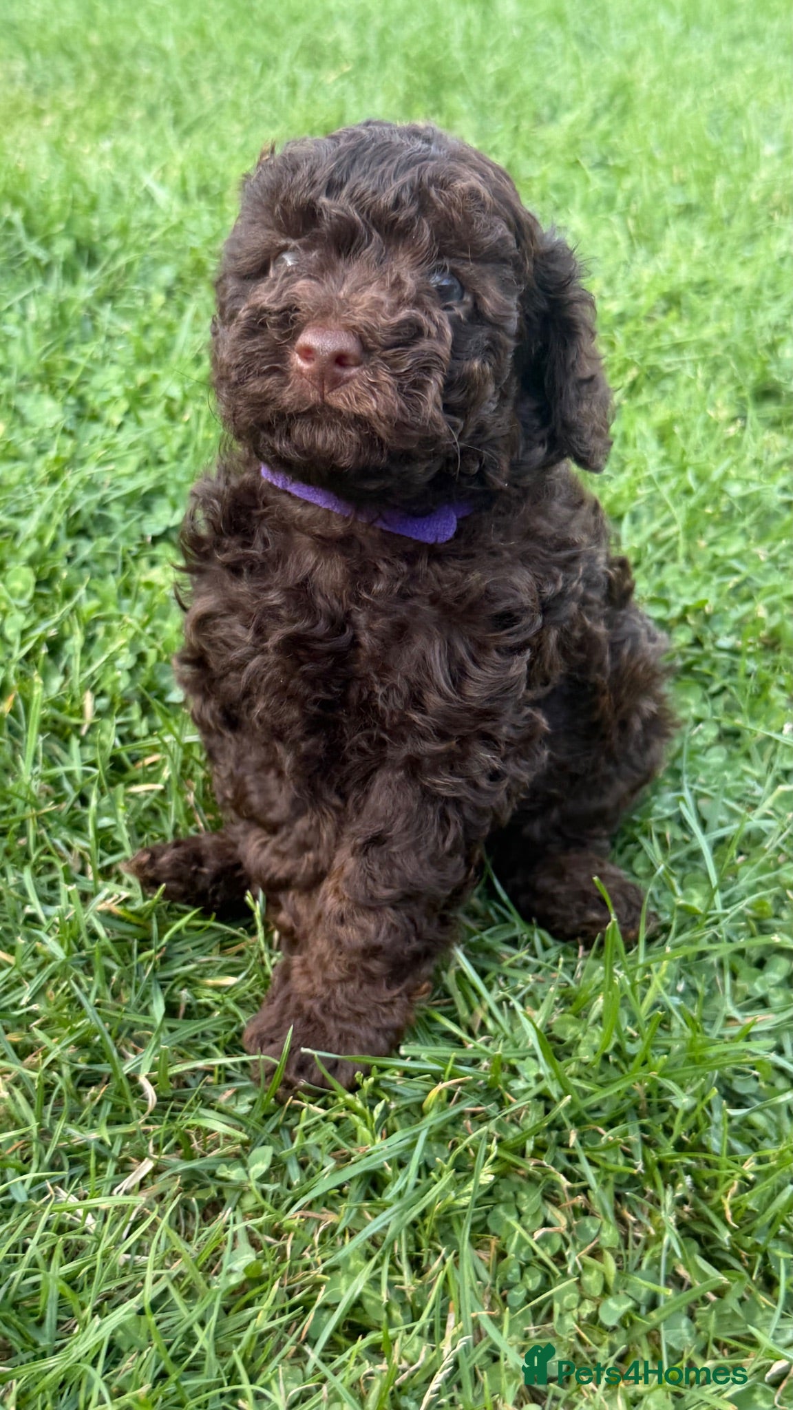Toy Poodle dogs Last  Handsome boy Available 🦋 - Advert 2