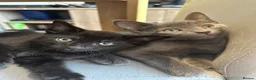 Mixed Breed cats for sale: Beautiful gray coat - Advert 2