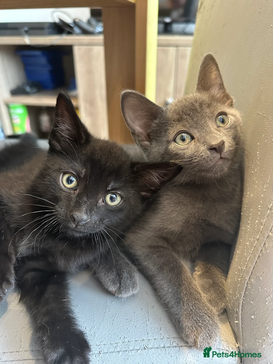 Mixed Breed cats for sale: Beautiful gray coat - Advert 2