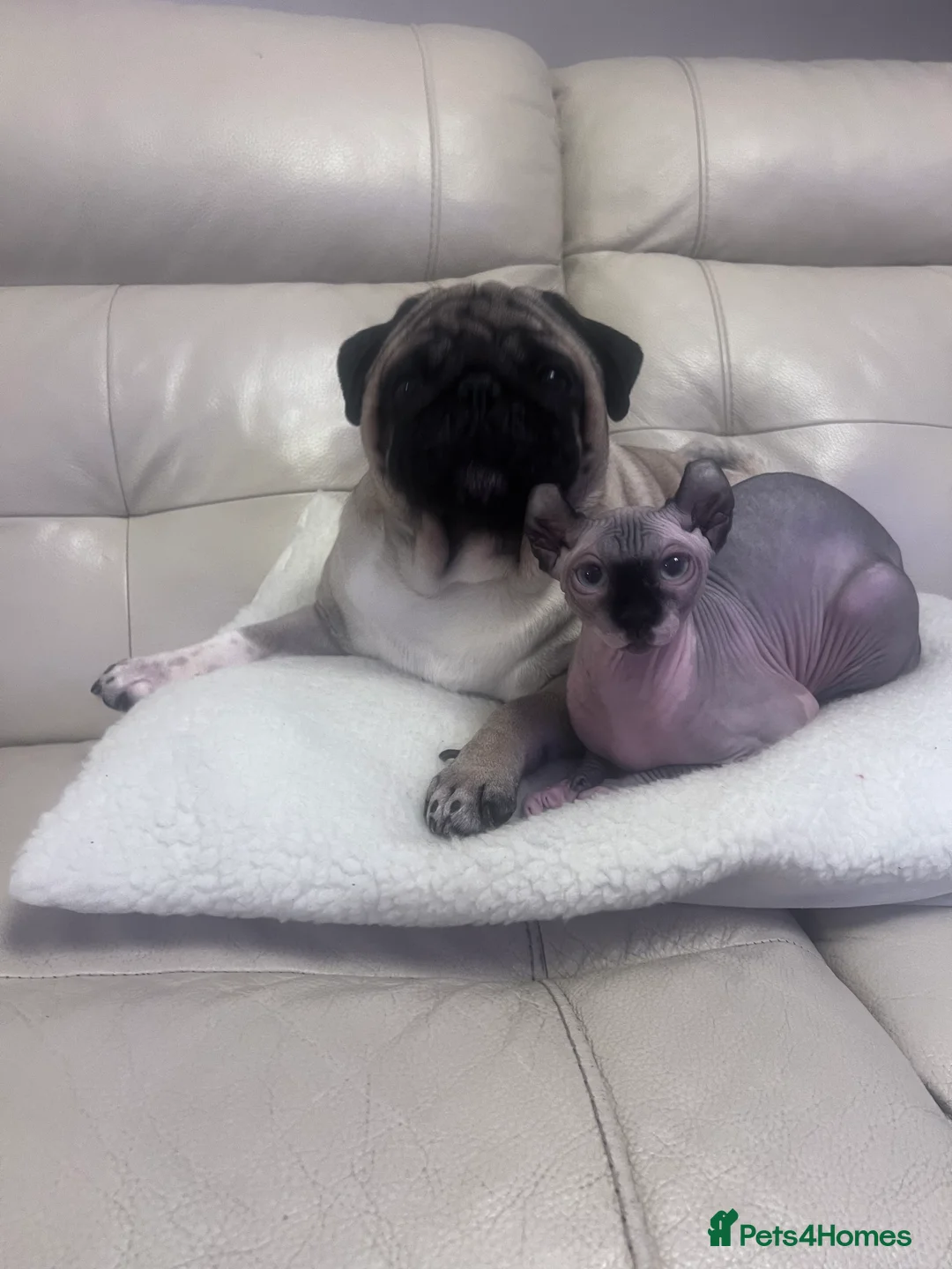 Pug dogs for stud: Pug for stud ❤️ - Advert 3