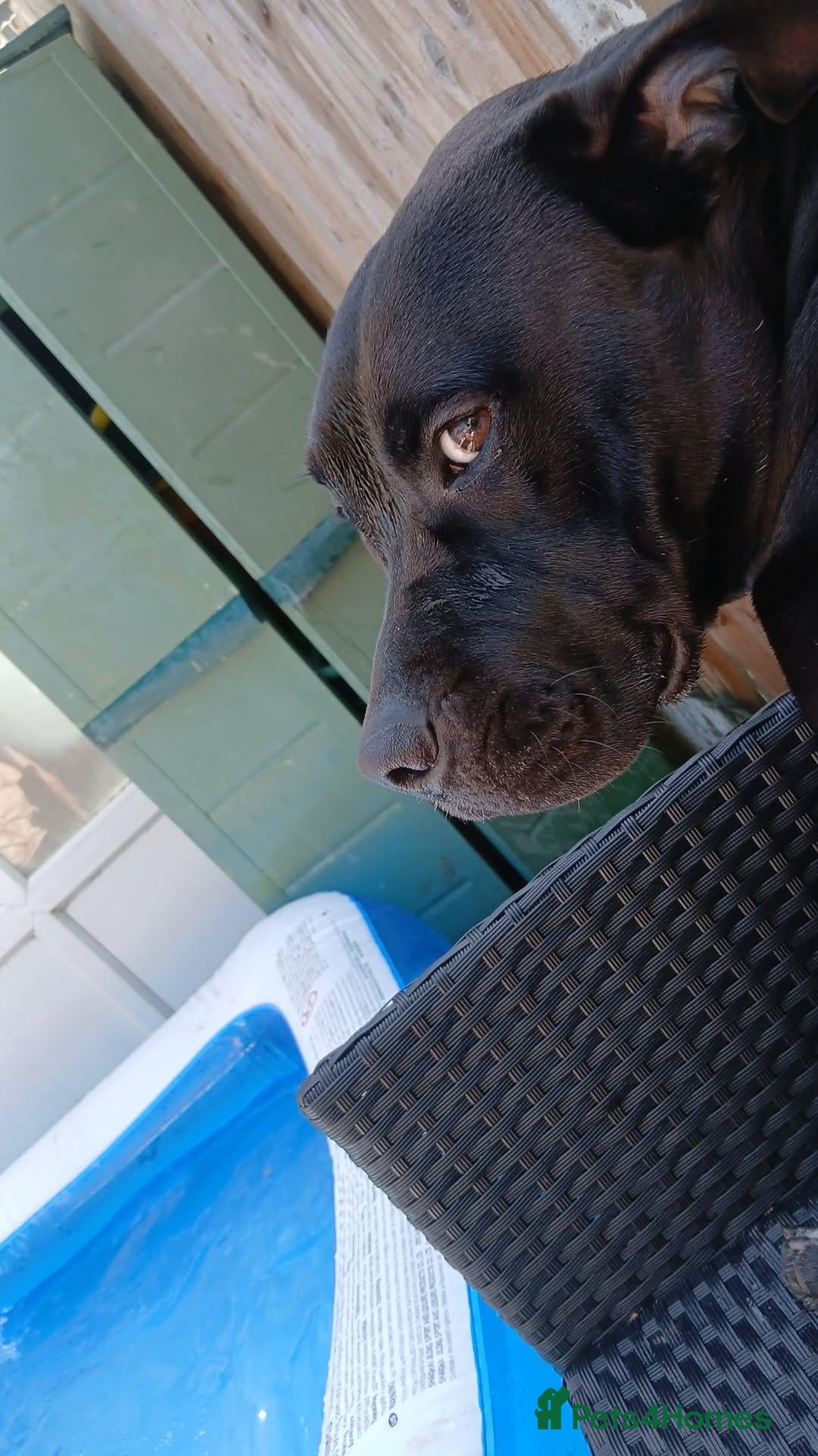 Mixed Breed dogs for sale: Storm - Advert 7