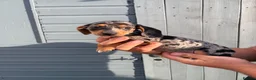 Jackshund dogs for sale: Dachshunds x jackrussell puppys - Advert 4