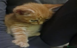 Bengal cats for sale: ** Stunning 😍 2 kittens left ** - Advert 12