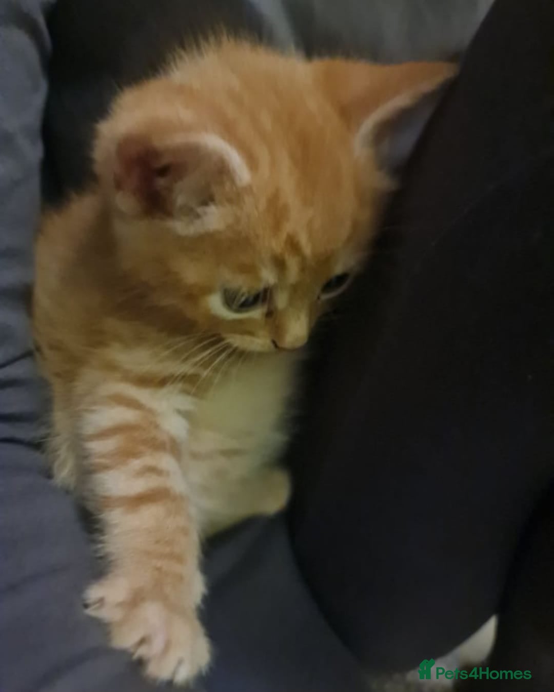 Bengal cats for sale: ** Stunning 😍 2 kittens left ** - Advert 12