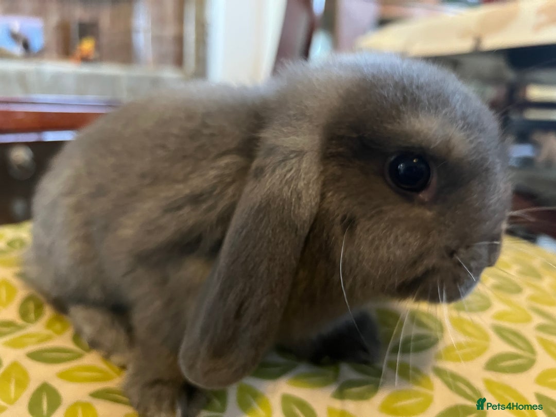 Mini Lop rabbits for sale: Two Mini Lop with Plush Baby Boys - Image 10