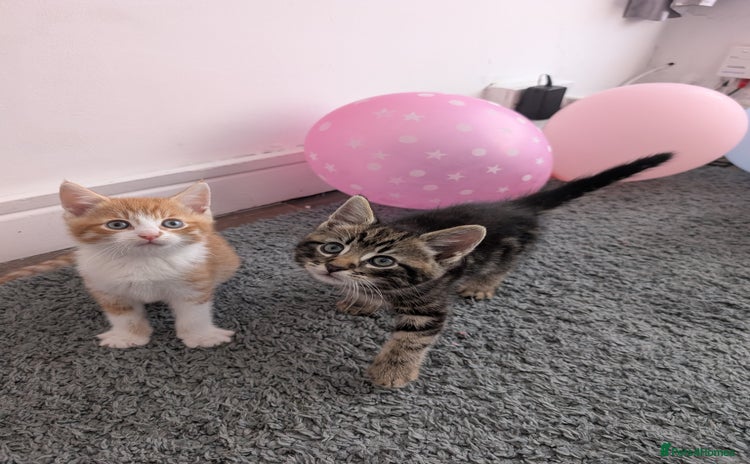 Mixed Breed cats - Advert 3