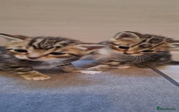 Bengal cats for sale: 4 Cute Tabby Kittens  - Image 7