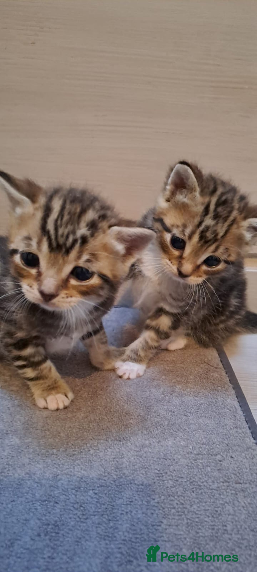 Bengal cats for sale: 4 Cute Tabby Kittens  - Image 7