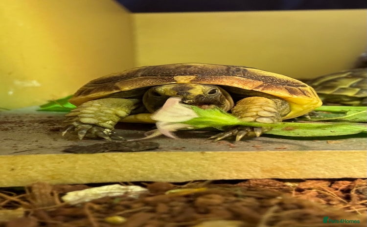 Tortoise reptiles - Advert 2