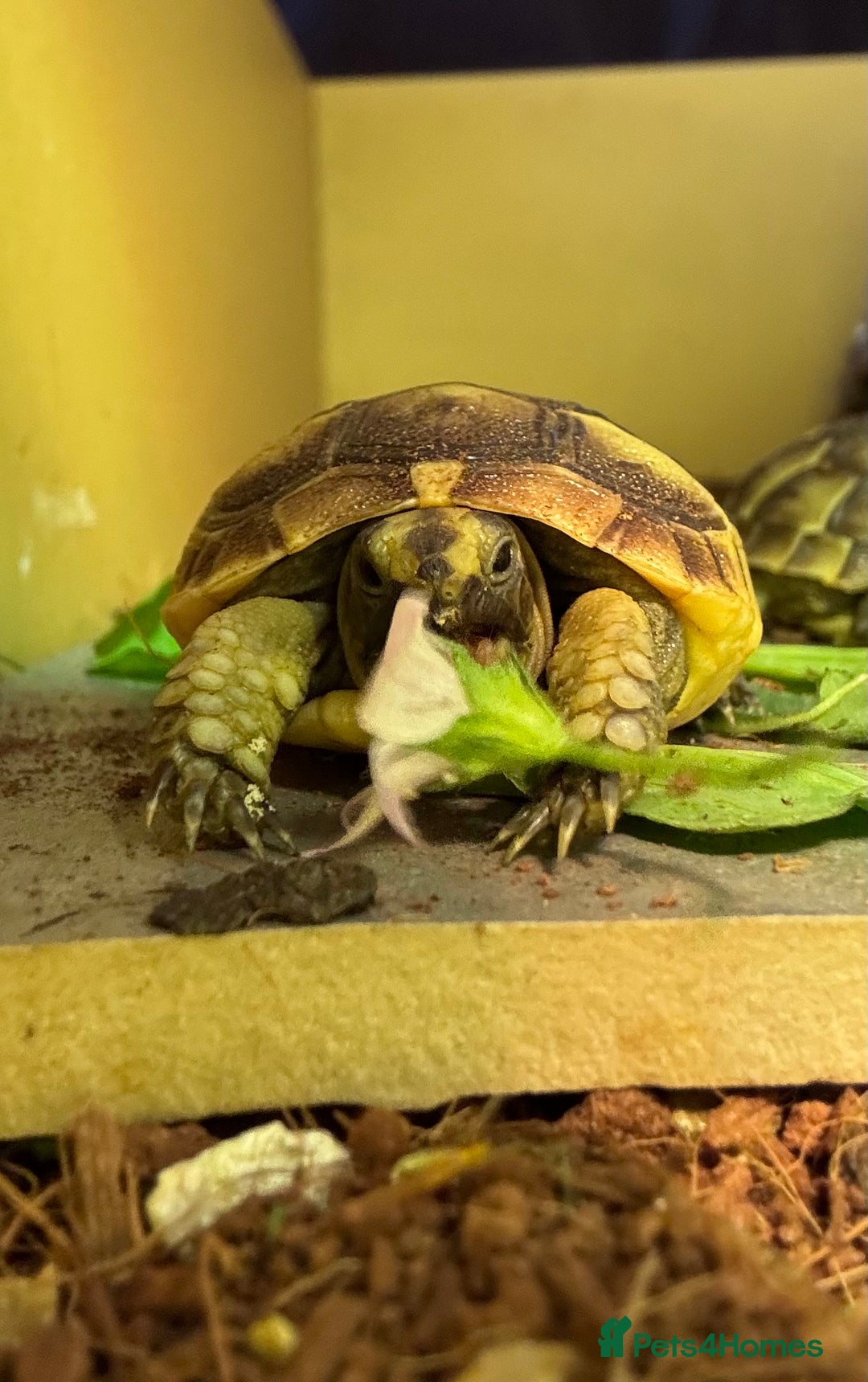 Tortoise reptiles for sale: Baby Spurthigh Tortoises - Image 1