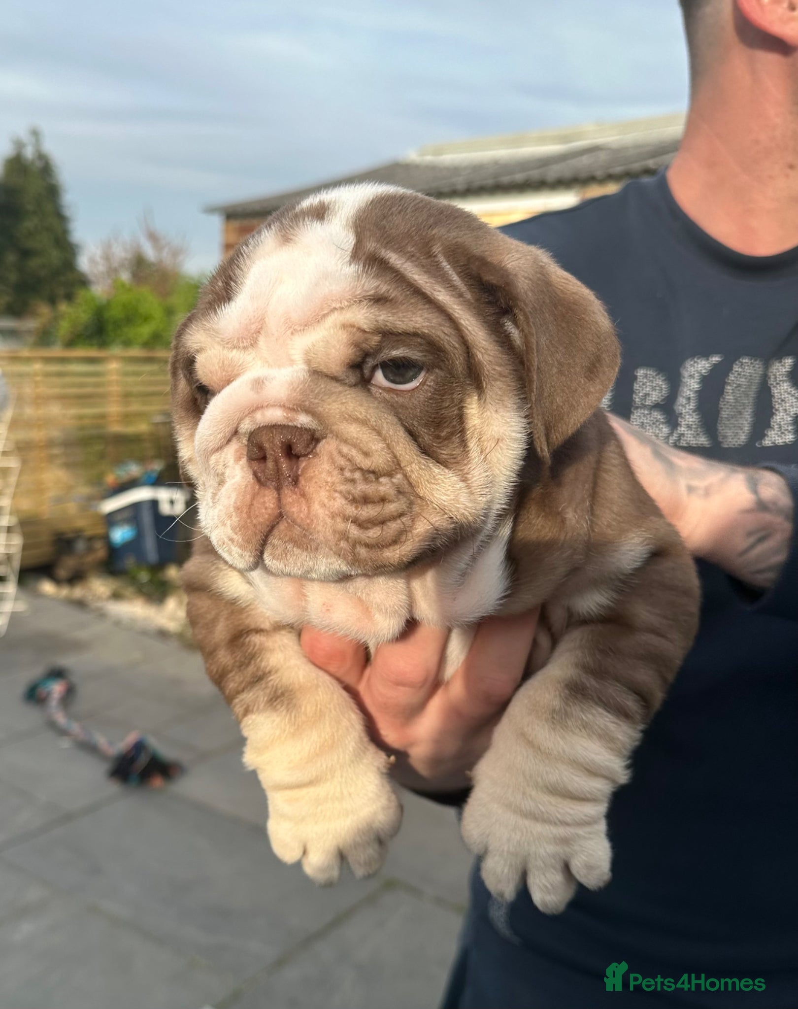 English Bulldog dogs English bulldog puppy’s for sale  - Advert 1