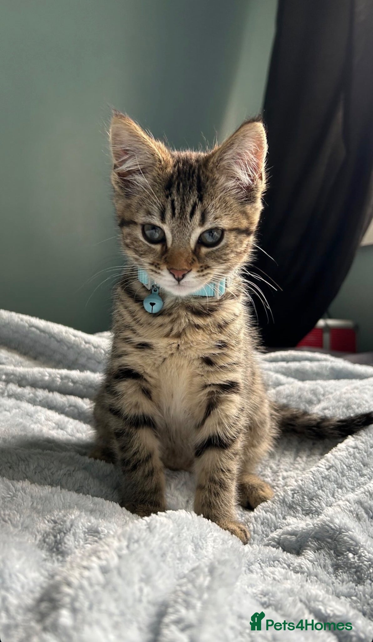 Mixed Breed cats 3 x Mixed Tabby Male Kittens Edinburgh - Advert 2