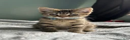 Mixed Breed cats for sale: 3 x Mixed Tabby Male Kittens Edinburgh in Dalkeith - Advert 1
