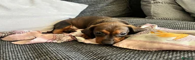 Dachshund 2