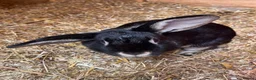 Mixed Breed rabbits for sale: 2 Female rabbits to be rehomed  - Advert 8