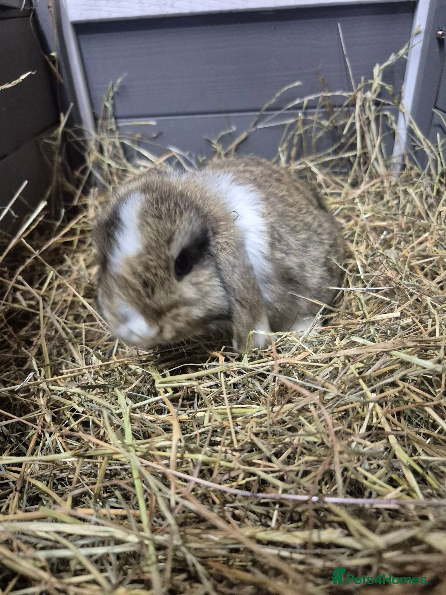 Mini Lop rabbits 8 week old mini lop rabbits for new home  - Advert 1