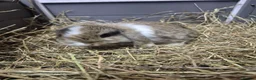 Mini Lop rabbits for sale: 8 week old mini lop rabbits for new home  - Advert 1