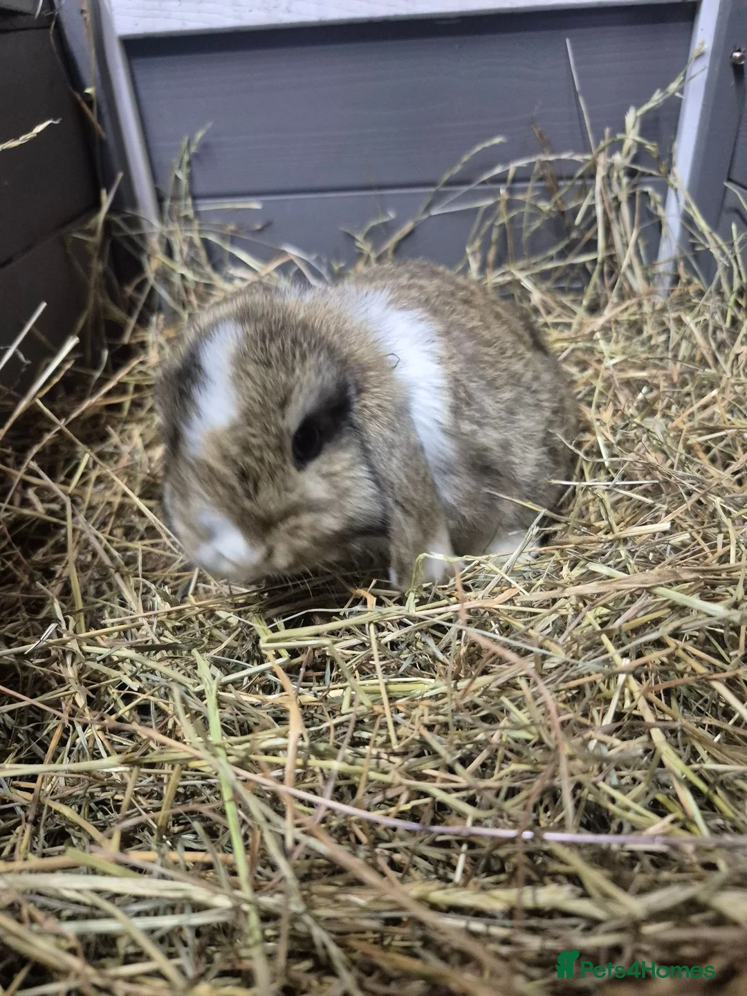 Mini Lop rabbits for sale: 8 week old mini lop rabbits for new home  - Advert 1