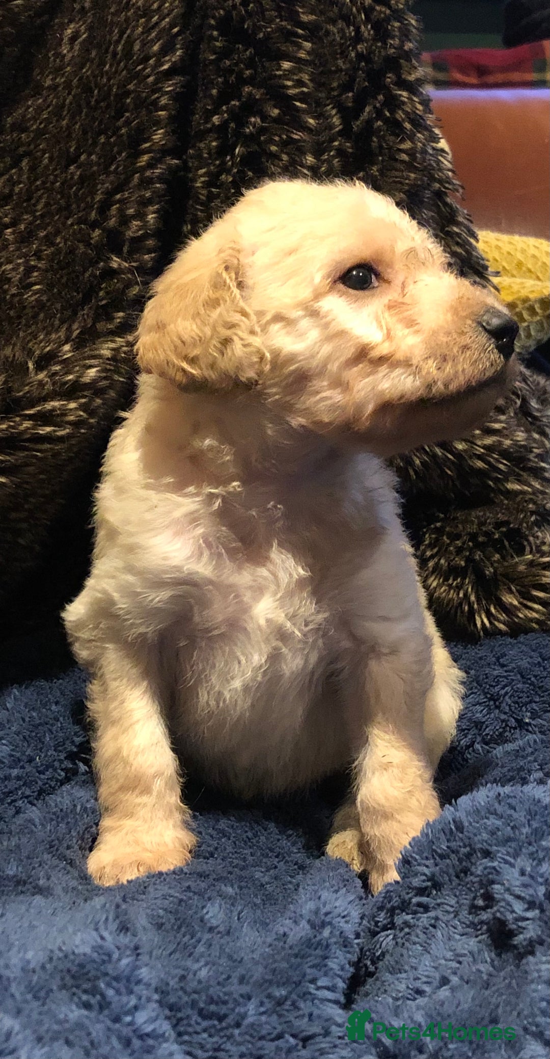 Labradoodle dogs for sale: READY NOW TOP QUALITY Standard F1 Labradoodles - Advert 7