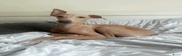 Italian Greyhound dogs for sale: CHILLI  - Advert 4