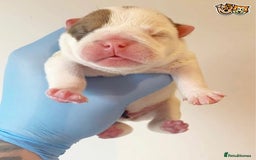 English Bulldog dogs for stud: QUALITY RED AND WHITE BULLDOG STUD DISCOUNT CHIPS in Sunderland - Image 4