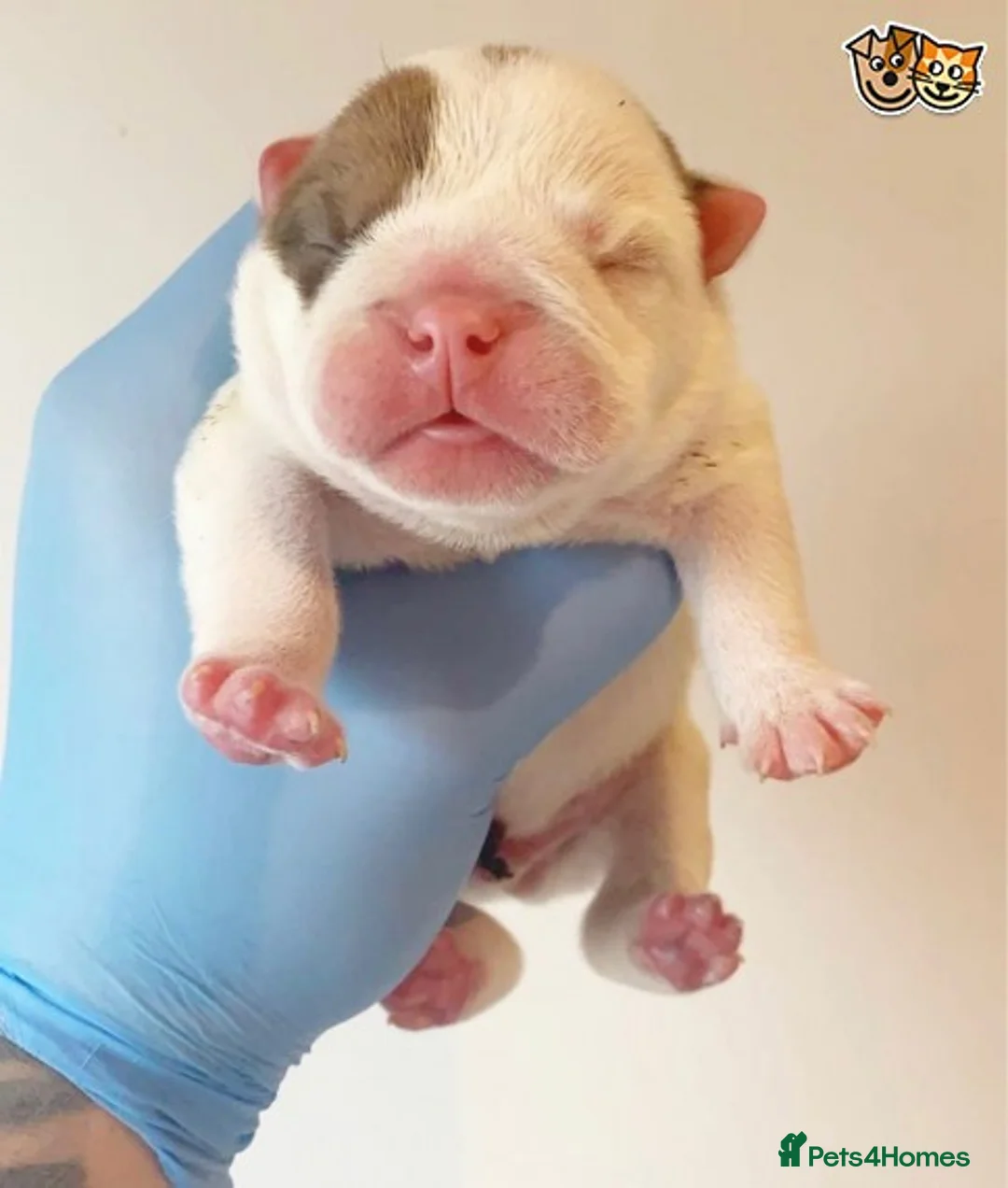 English Bulldog dogs for stud: QUALITY RED AND WHITE BULLDOG STUD DISCOUNT CHIPS in Sunderland - Advert 4