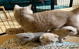 British Shorthair cats for sale: 4 beautiful lilac and blue kittens. - Advert 22