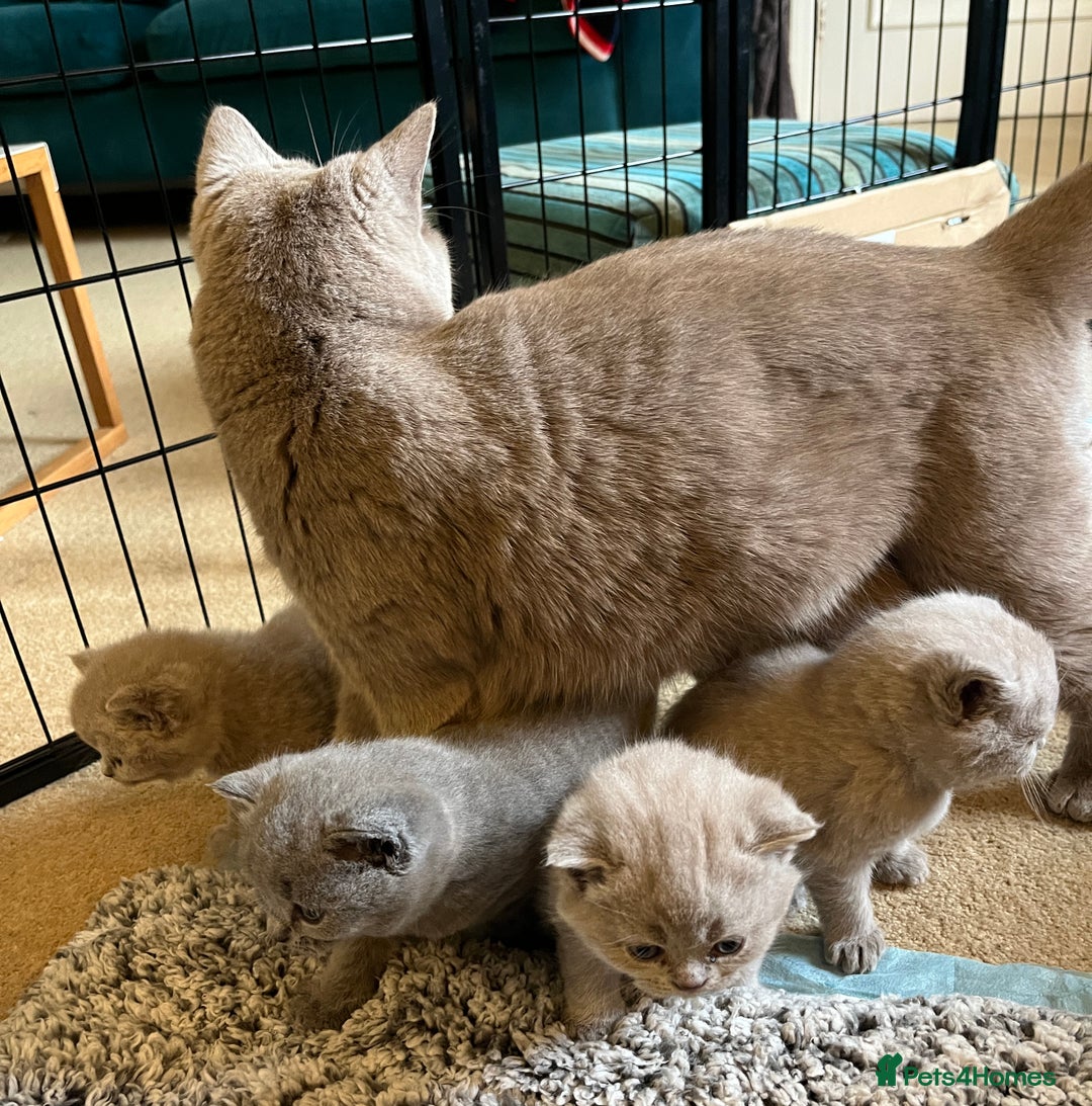 British Shorthair cats for sale: 4 beautiful lilac and blue kittens. - Advert 22