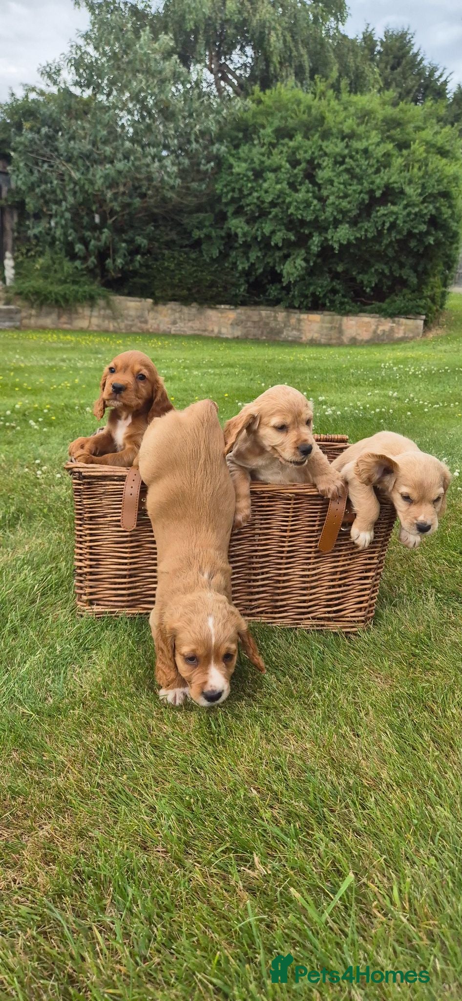 Cocker Spaniel dogs Working Cocker Spaniel pups - Advert 7