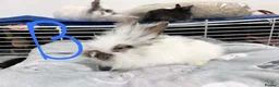 Lionhead rabbits for sale: BEAUTIFUL LIONHEAD BABY RABBITS * READY TO GO * - Advert 10