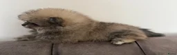 Pomeranian dogs for sale: Three Female Pomeranians  in Worthing - Advert 7