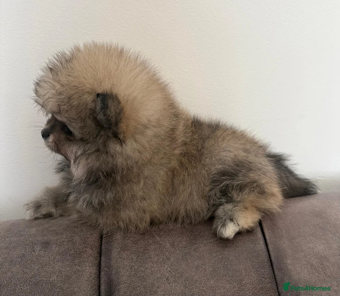 Pomeranian dogs for sale: Three Female Pomeranians  in Worthing - Advert 7