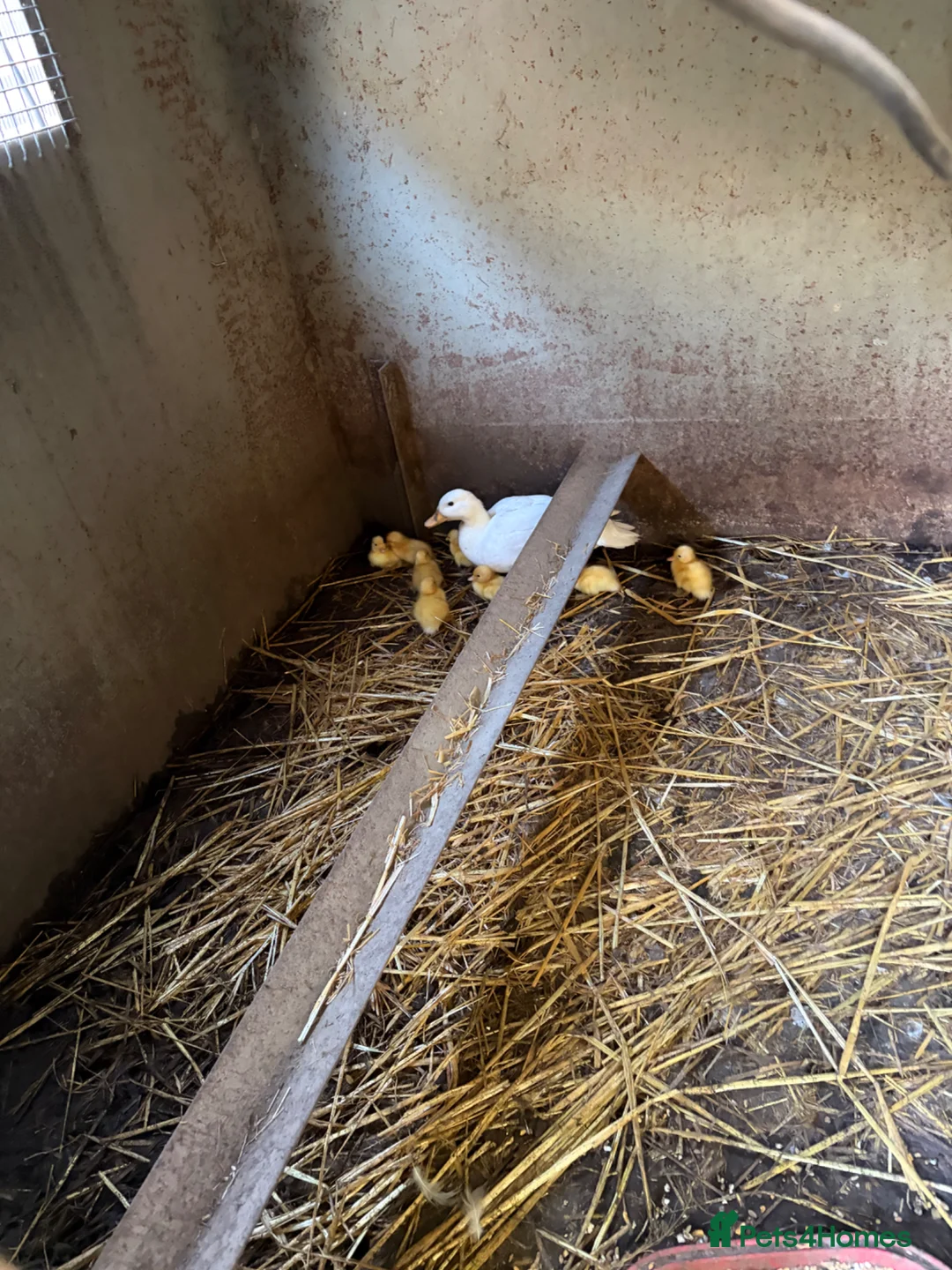 Ducks poultry for sale: Call ducks white  in Welshpool - Advert 1