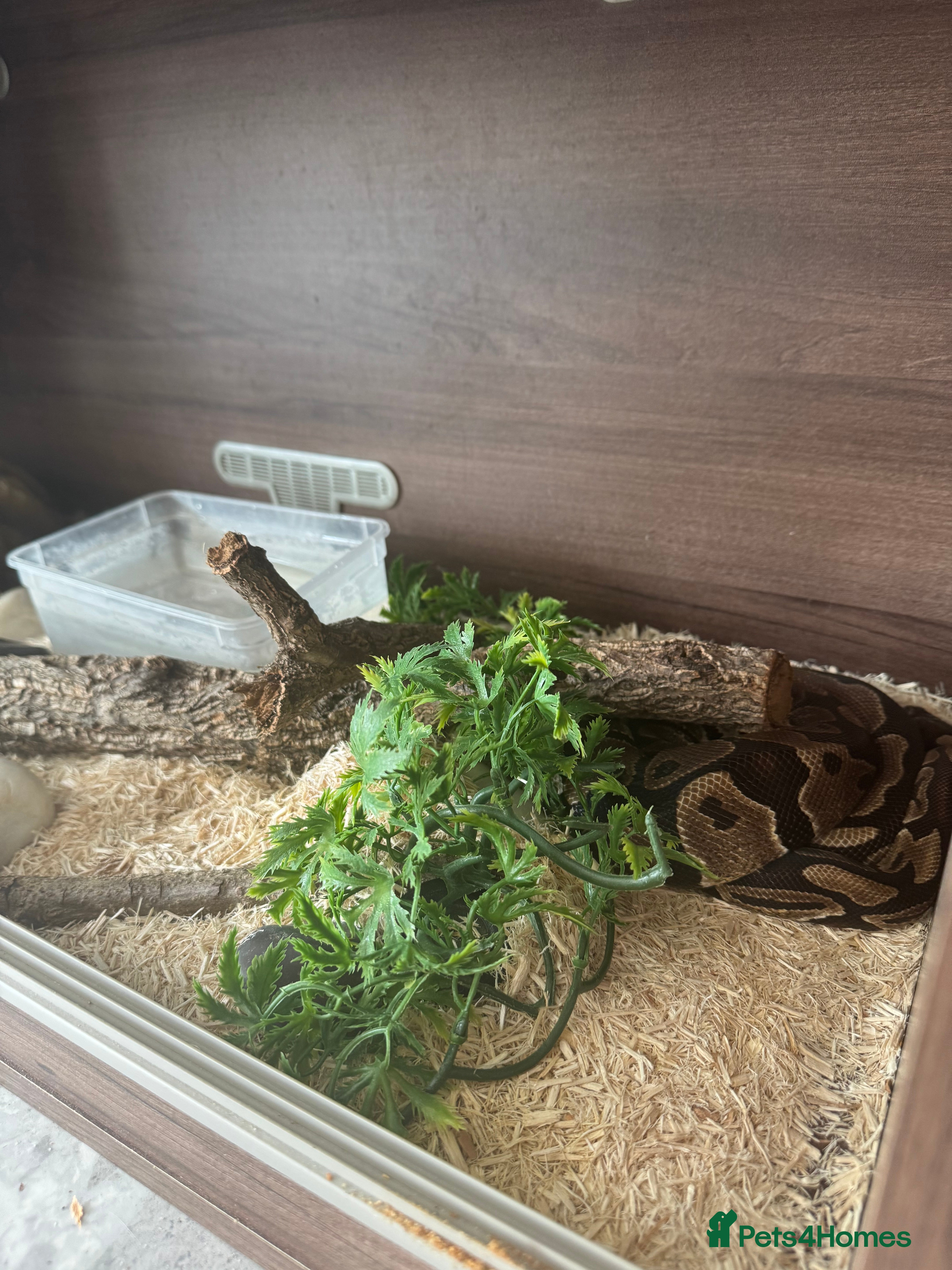 Boa Snake reptiles Male Ball Python + Full Viv Setup - Advert 7