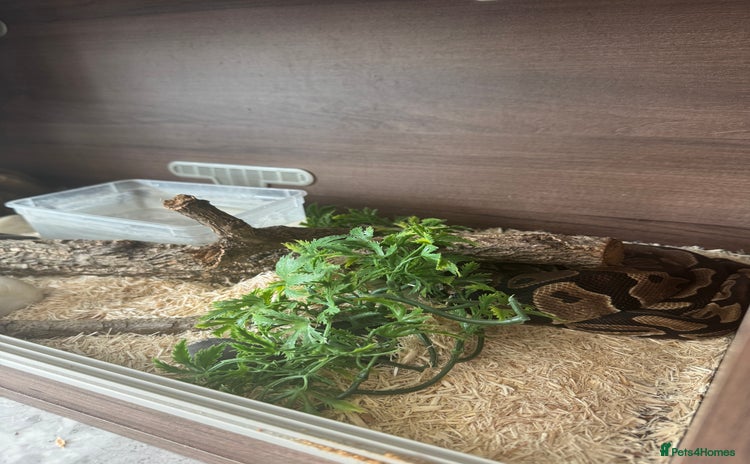 Boa Snake reptiles - Advert 2