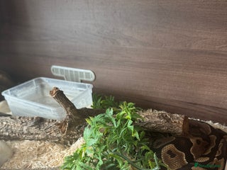 Boa Snake reptiles - Advert 3