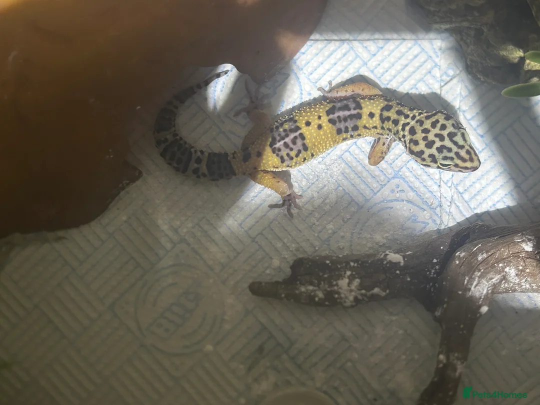 Leopard Gecko reptiles for sale: leopard gecko  - Advert 1
