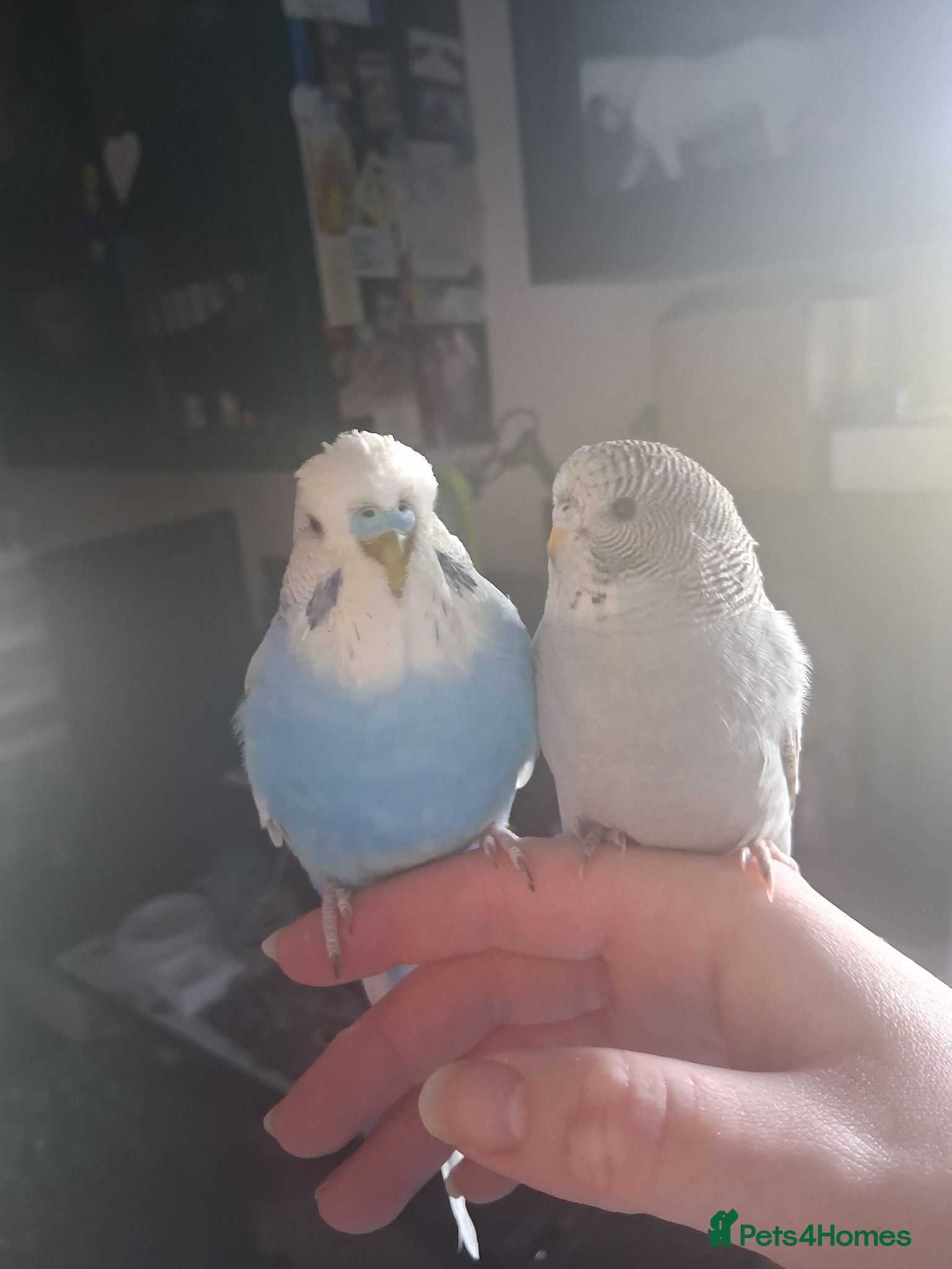 Budgerigars birds 2 Male Budgies, Cage, Accessories, Food - Advert 1