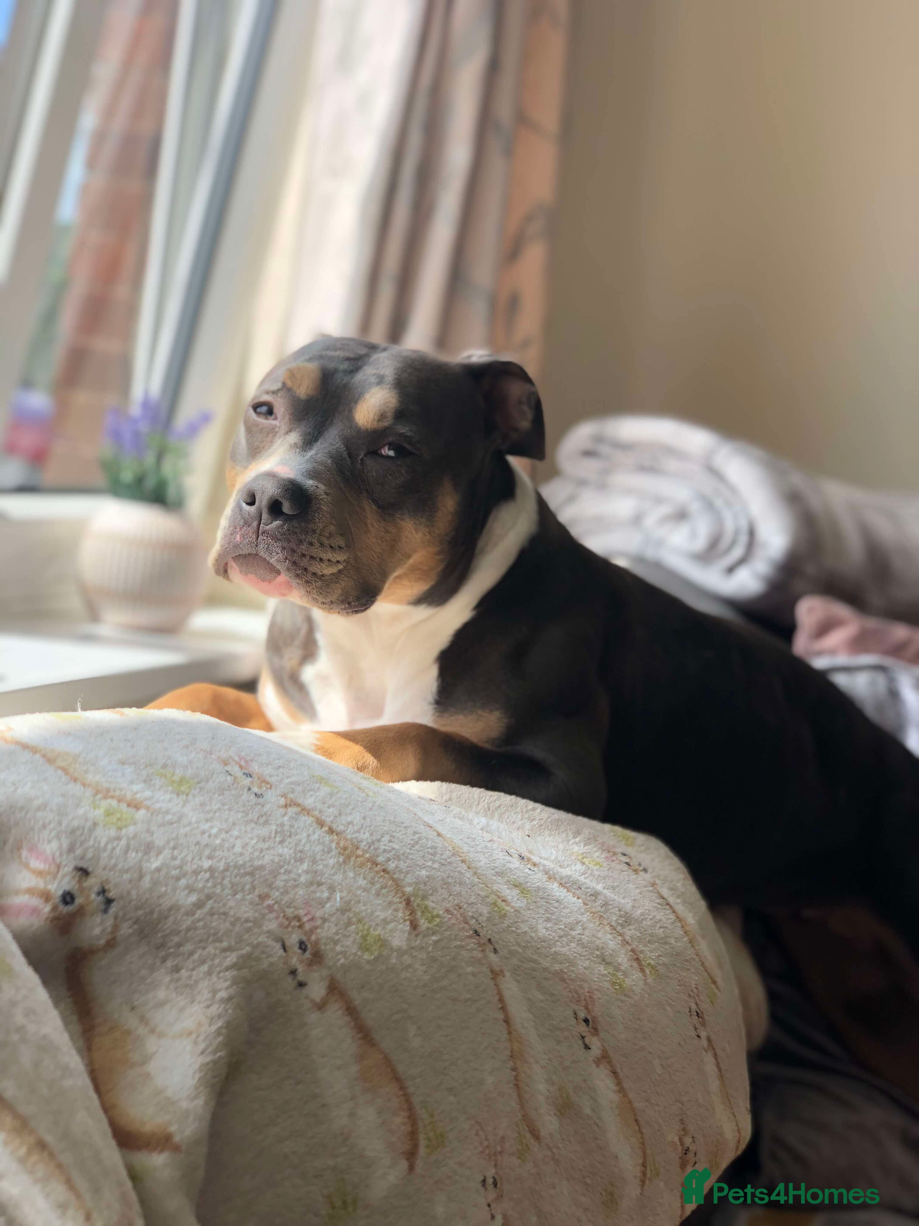 American Bully dogs Pocket Bully - Advert 4