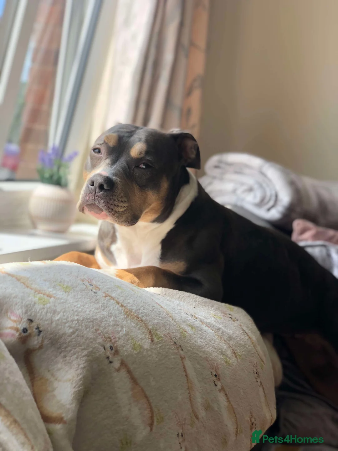 American Bully dogs for sale: Pocket Bully - Advert 1