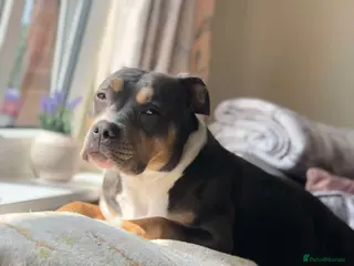 American Bully dogs Pocket Bully - Advert 4