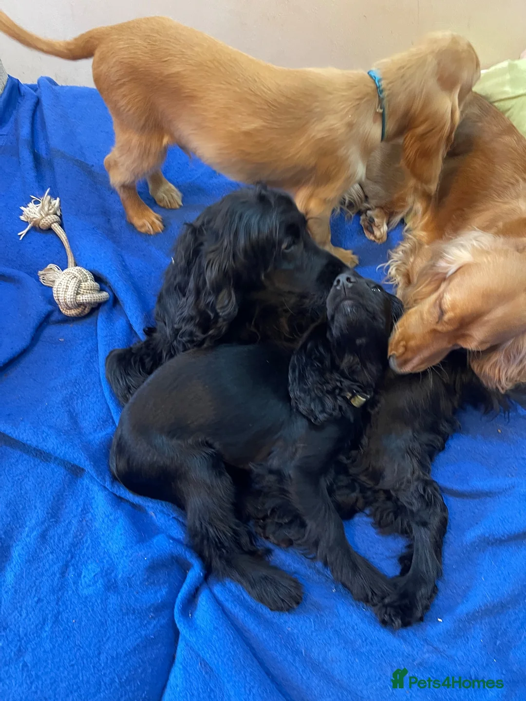 Cocker Spaniel dogs for sale: Cocker Spaniel Puppies - Advert 23