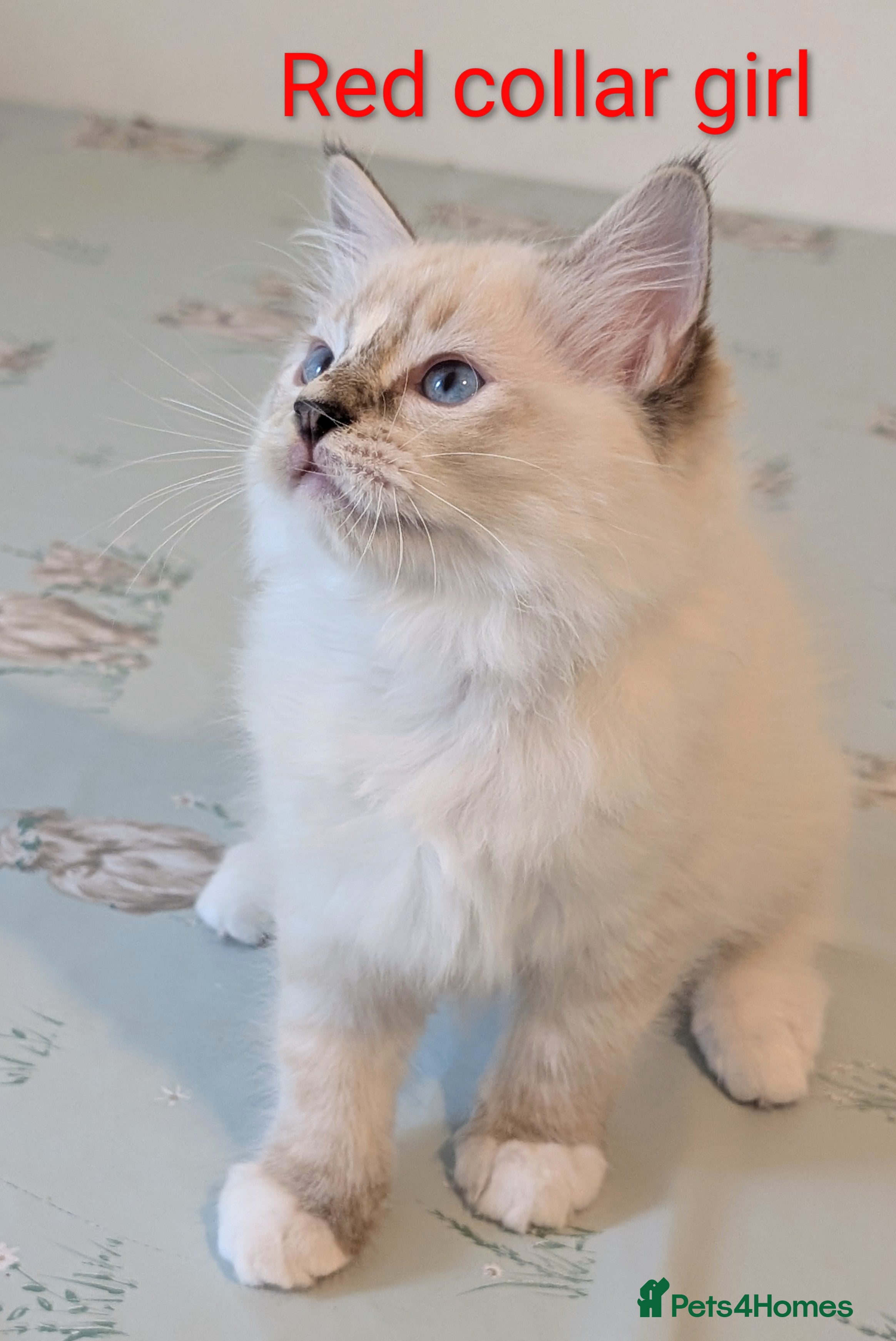 Ragdoll cats 🏆Grandchamp EU TICA Ragdoll kittens  - Advert 11