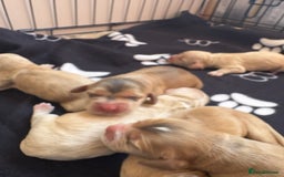 Cocker Spaniel dogs for sale: Show type cocker spaniel  - Image 5