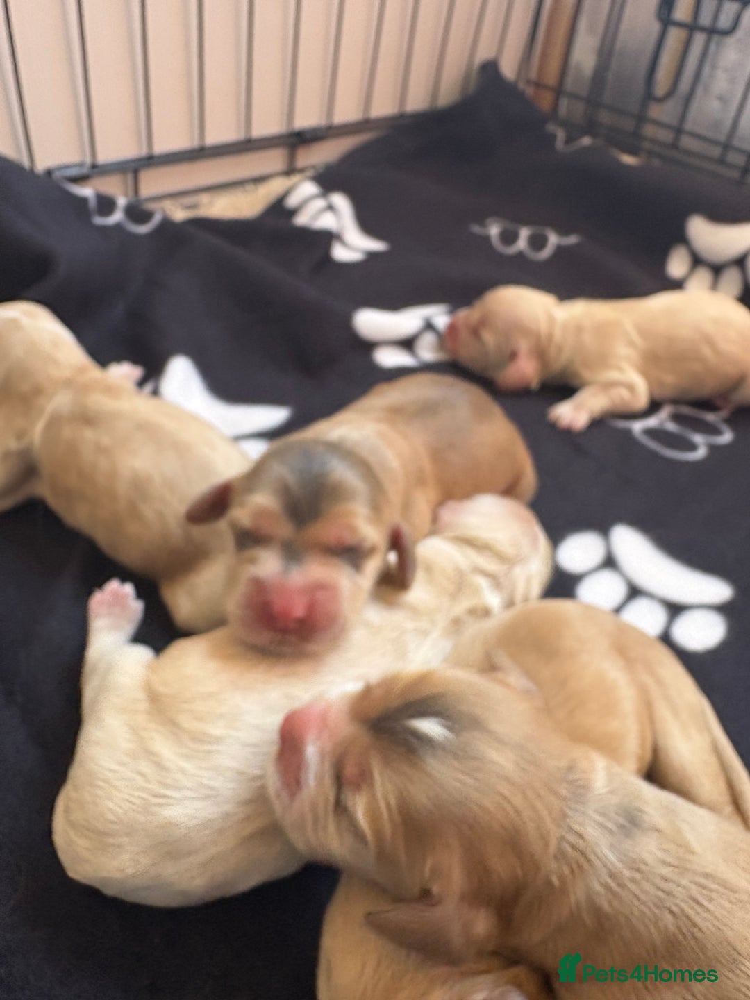 Cocker Spaniel dogs for sale: Show type cocker spaniel  - Image 5