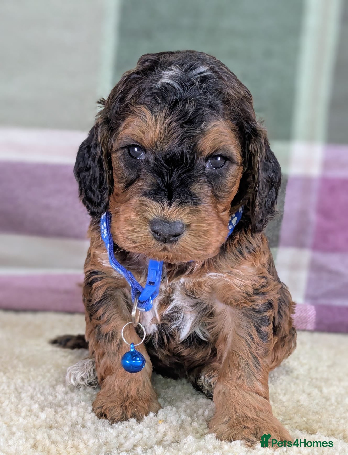 Cockapoo dogs Your Next Furry Family Member Awaits!  - Advert 1